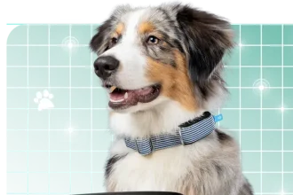 Vue du collier d'Invoxia