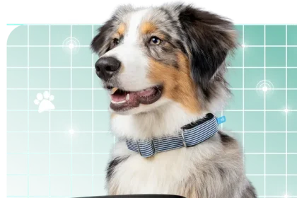 Vue du collier d'Invoxia