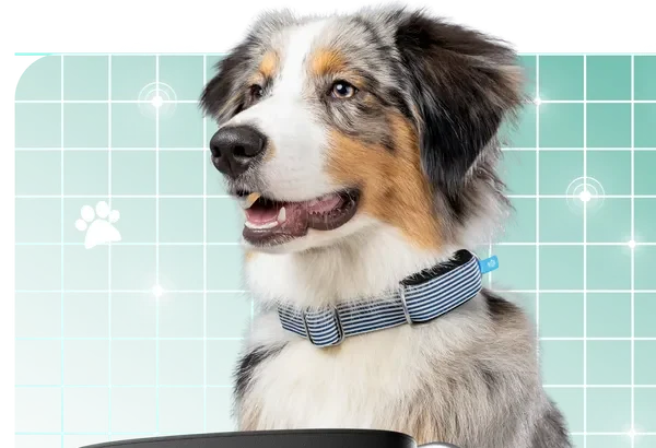 Vue du collier d'Invoxia